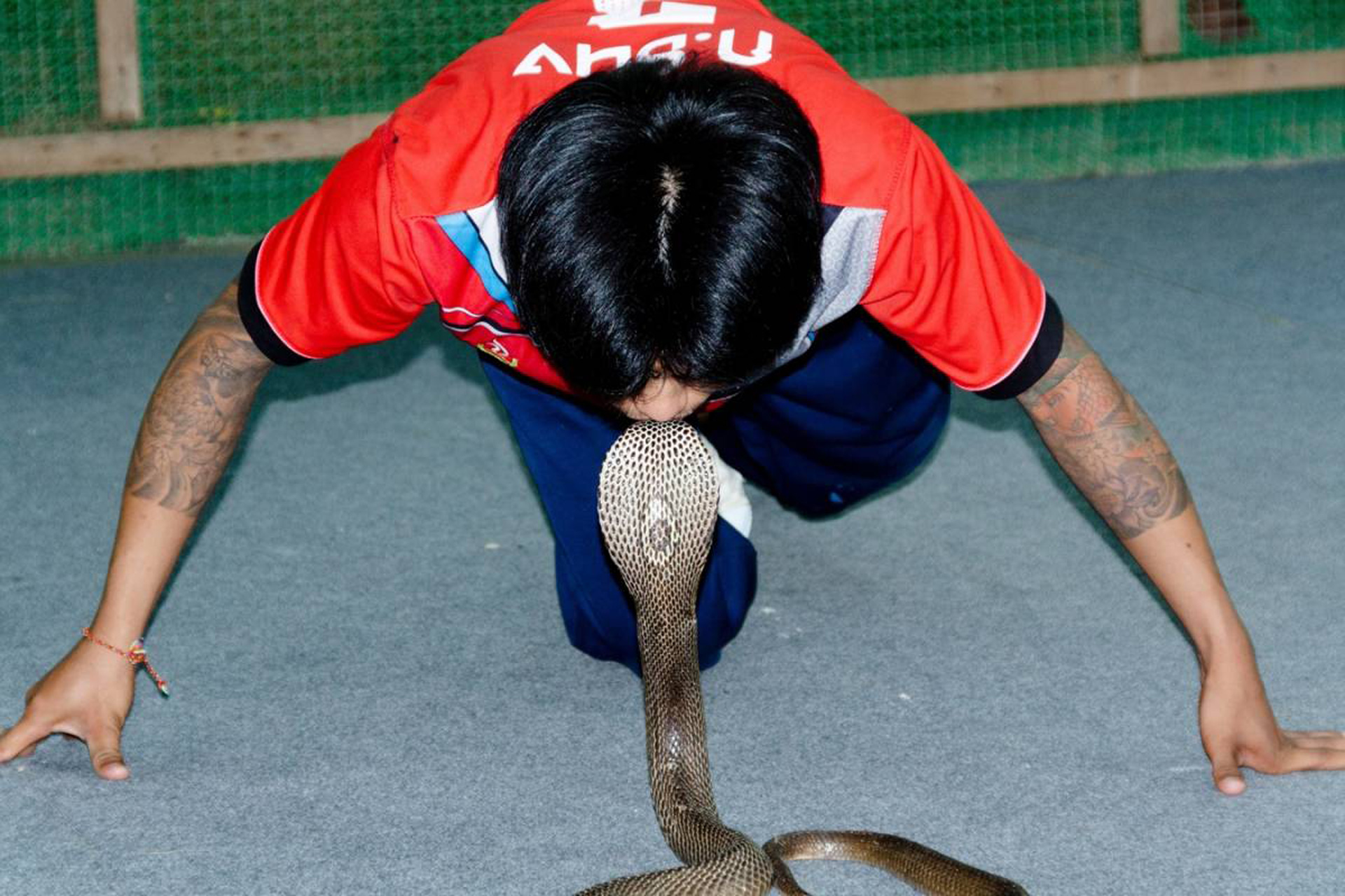 ЗМЕИНАЯ ФЕРМА - 1